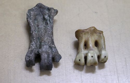 The fossil, a tarsometatarsus, left, is displayed next to a similar bone for an Emperor Penguin in Christchurch. 