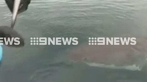 The sighting follows two attacks near Margaret River earlier this week. (9NEWS)