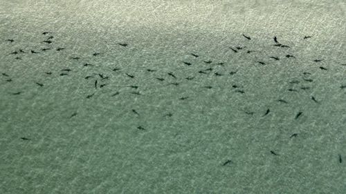 Hundreds of leopard sharks have been filmed basking in the warm shallows of La Jolla, California.