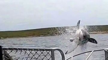 A three-metre shark leaped into the air in waters off Port Lincoln in South Australia. 
