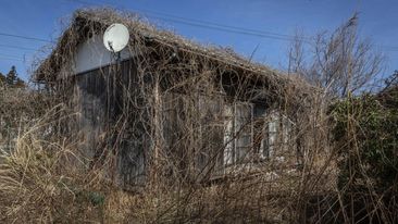 Weeds and vines grow around an abandoned house in Okuma, Japan 