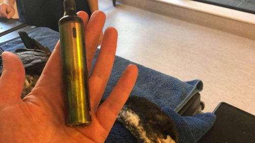The vape was preventing the shag eating, and it was found weak and emaciated, brought to Wellington Zoo by the SPCA.