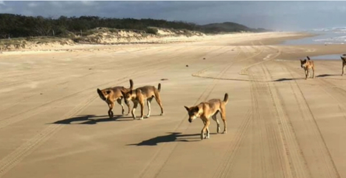 Boy attacked by dingo on Fraser Island