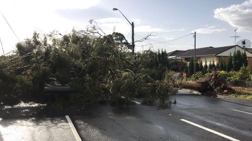 A huge tree down in Carlingford.