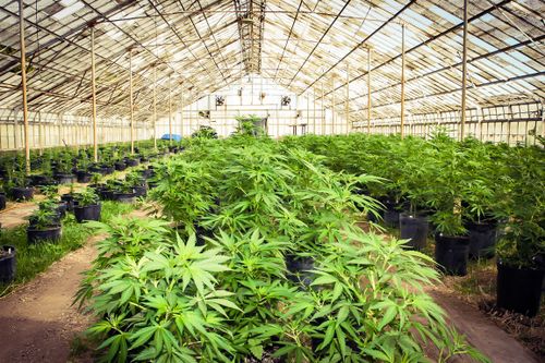 A reused greenhouse for growing marijuana.