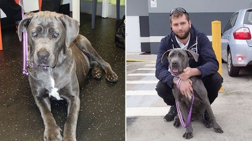 ‘Peg-legged’ dog saved by Sydney volunteers finds forever home