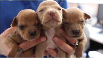 A dozen two-week-old puppies were found dumped outside a Whyalla council building. They were severely dehydrated and underweight.
