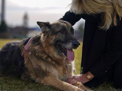 The Biden's have two dogs, Major and Champ.