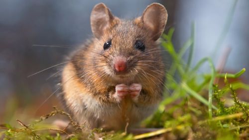 Aussie grain farmers battle mouse ‘plague’ threatening crops 