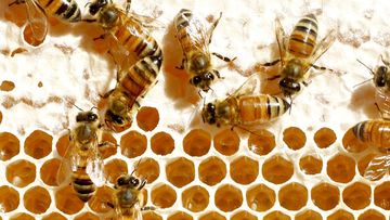 Honey bees at a hive