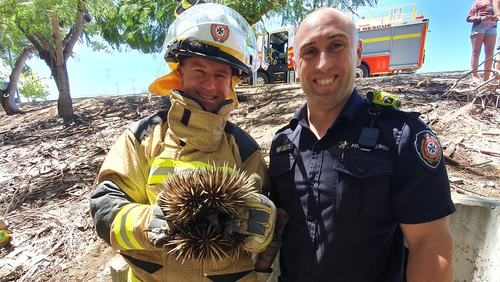 Echidna rescued by firefighters from drain in Queensland. 