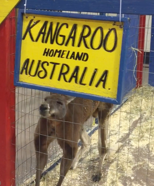 The Kangaroo is being held alone in cold conditions. 