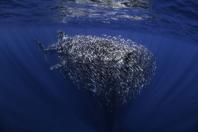 British Underwater Photographer of the Year: 'The swarm'