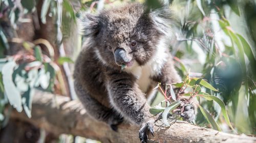 Due to the fragile population numbers and lengthy breeding times, Ashton says the koala population will struggle to bounce back. 