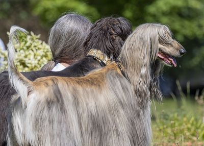 'The Three Greys' - Winner: Pets Who Look Like Their Owners Category