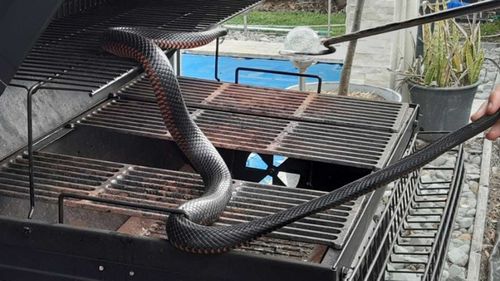 Red-bellied black snakes are among the most common serpents on the east coast.