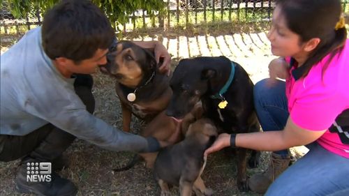 Maman Ace est également heureuse de voir les chiots, qui a cessé de manger après le vol de ses bébés.