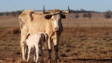 Foot and mouth disease is a contagious virus with severe consequences for animal health and trade