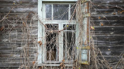 A window of an abandoned house is covered with thickets close to the Chernobyl nuclear power plant.