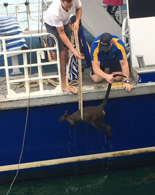 The wallaby was pulled onto the ferry. (9NEWS)