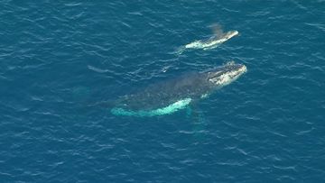 A humpback whale who became trapped in a shark net off the Gold Coast this morning has been freed, returning to her calf.