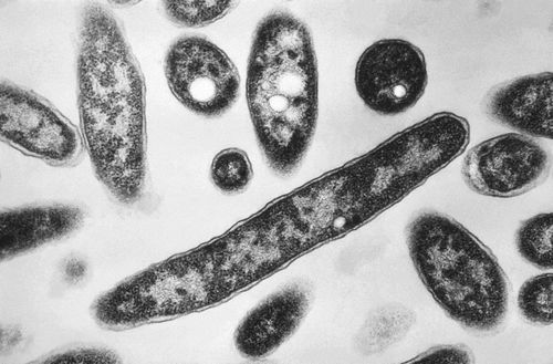 Legionella pneumophila bacteria under a microscope