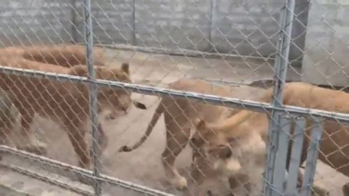 Australians have helped rescue nine doomed lions left in a Ukrainian zoo.