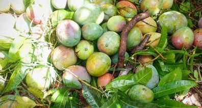 The mangoes that didn't make it, harvest is a race against falling fruit