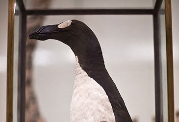 What is the common name of Pinguinus impennis, the last of which died in 1844?