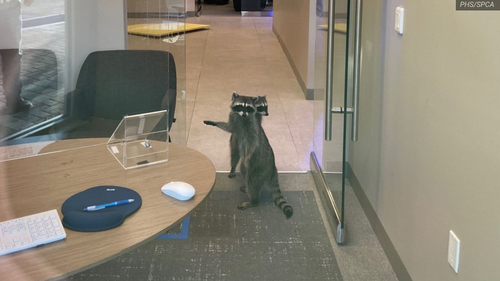 A man withdrawing money spotted the animals and initially mistook them for toys.