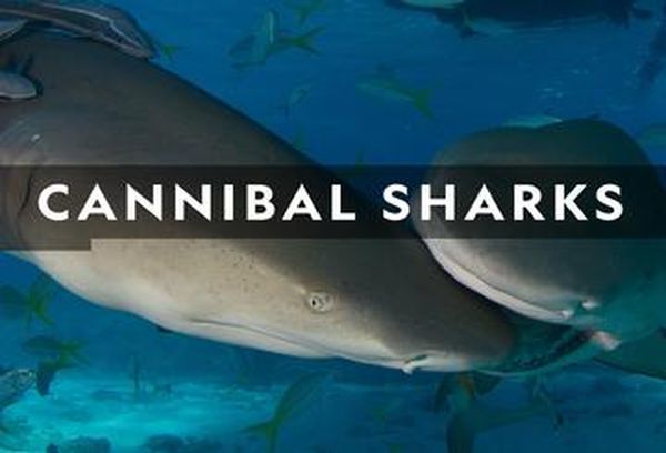 Cannibal Sharks