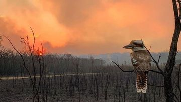 A lone kookaburra looks out at the fire devastation.