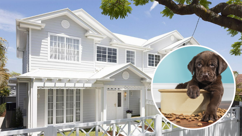 Brand new $4m Queensland property is the ideal luxury home... for a dog