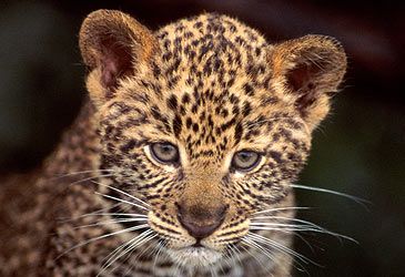 What genus is the leopard?