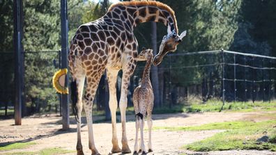 190702 Australia National Zoo Aquarium baby giraffe birth announcement wildlife animals news ACT