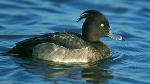 The lone male tufted duck is believed to have flown thousands of kilometres off course to the Melbourne sewage works