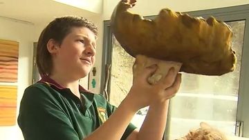Jasper Les made the rare discovery of a porcini mushroom tipping the scales at a whopping 2.65 kilograms, weighing more than a brick.
