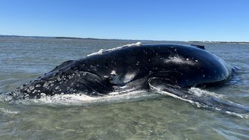 A ten-metre humpback whale stranded off the coast of Queensland has been rescued ﻿following a mammoth operation.