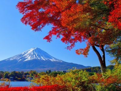 Lake Kawaguchi area, Yamanashi Prefecture, is famous for its beautiful autumn leaf color in November. Lake Kawaguchi is a part of Fuji-Hakone-Izu National Park.