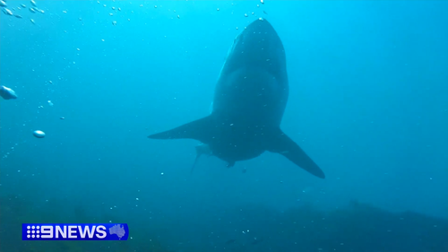 WA duo Andy Nelson and Tim Ryan were hunting for crayfish off Safety Bay, when they came dangerously close to a great white shark.