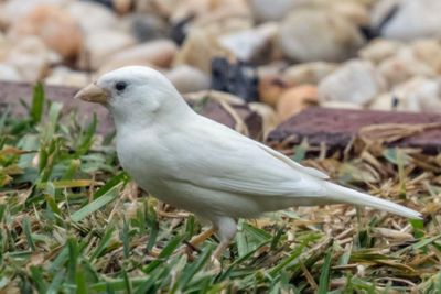 <p>Albino sparrow</p>