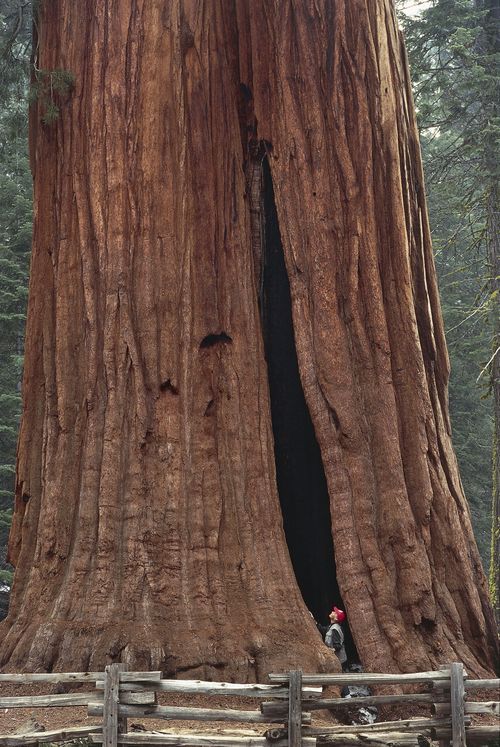 Low section view of a Sequoia tree, in Sequoia National Park, California, USA 