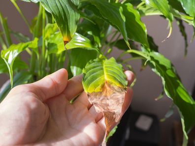 A woman's hand shows a yellowed leaf of a spathiphyllum houseplant. Home plant care concept. Hobby, home gardening. Diseases of house plants.