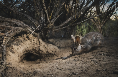 Morgan Heim's submission to Wildlife Photographer of the Year