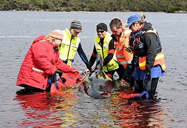 Rescuers tried to save hundreds of beached pilot whales in which harbour this week?
