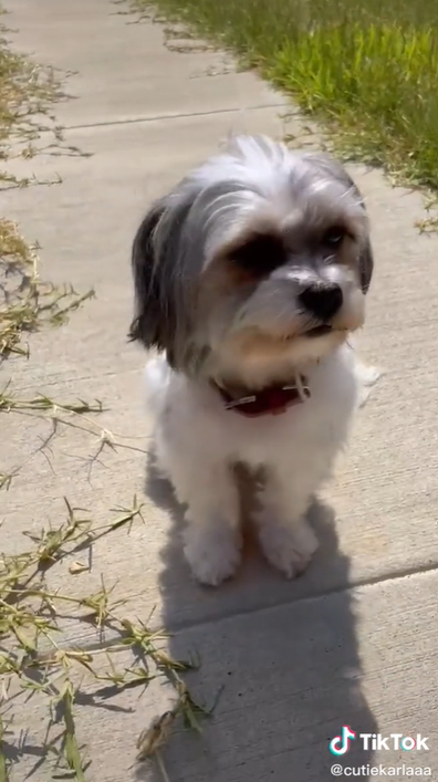 Purple shampoo dog trend takes over TikTok.