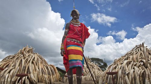 A Maasai man in ceremonial dress poses for visitors to take photographs of him in front of one of around a dozen pyres of ivory, in Nairobi National Park, Kenya. (AAP)