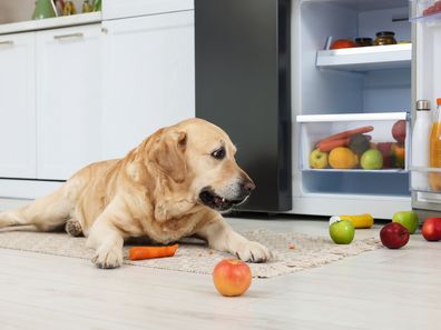 Dog eating fruit iStock image