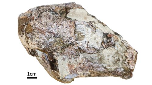 Gorgonopsians were the dominant species in the late Permian peroid.