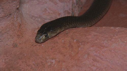 A woman was bitten by the venomous brown snake whilst hiking in WA.